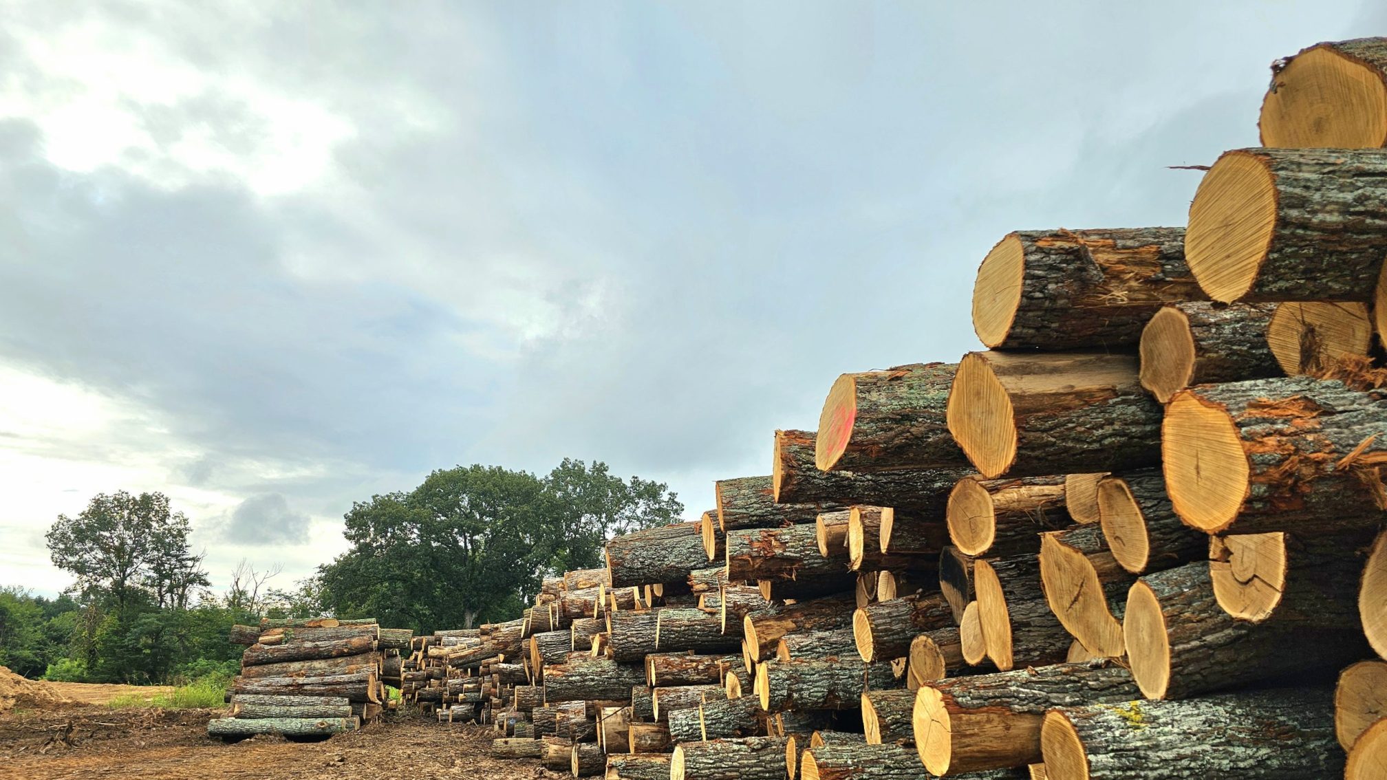 Turman Forest Products Log Yard Sawmill Virginia Hardwood log inventory at Turman Forest Products in Virginia, one of The Turman Group's primary sawmills supplying lumber for solid hardwood flooring manufacturing.